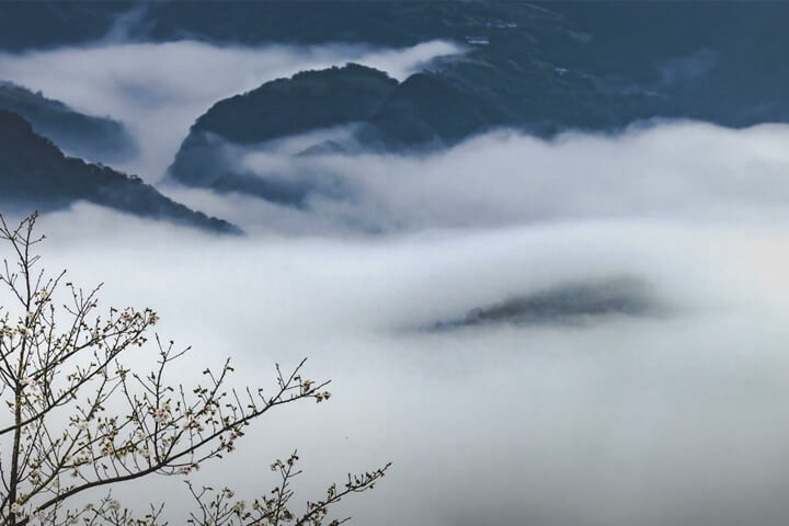 新北市坪林漁光茶園雲霧之美