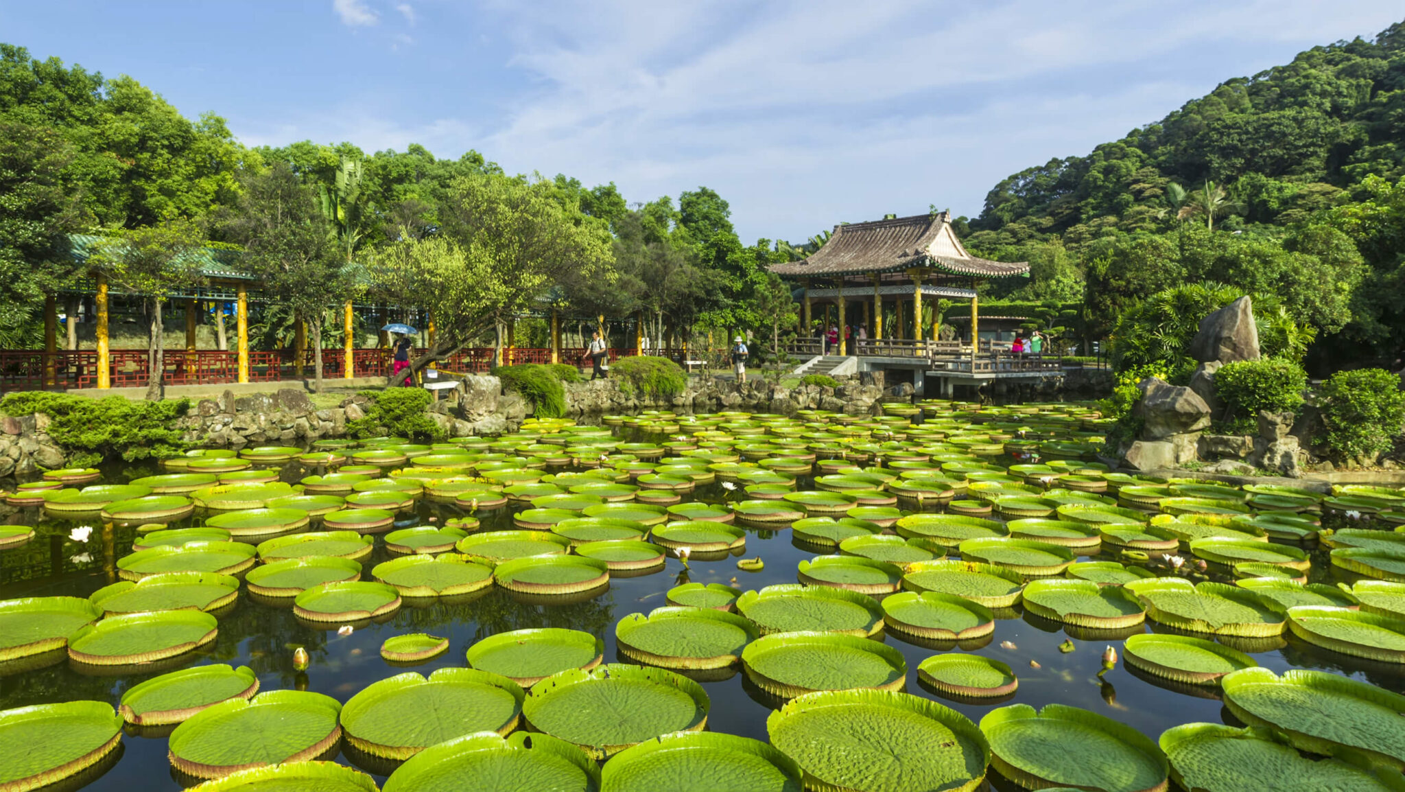 Victoria water lily